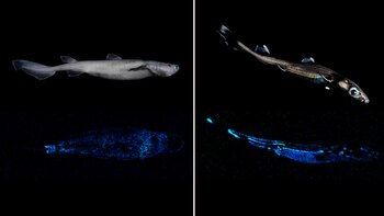 Un tiburón de 1,80 metros de largo, que brilla en la oscuridad y habita las profundidades de las aguas de Nueva Zelanda, es el "vertebrado luminoso más grande del mundo que se conoce hasta la fecha", según un estudio científico publicado este martes. Imagen cedida. Crédito: Instituto de Investigación del Agua y la Atmósfera (NIWA, siglas en inglés) de Nueva Zelanda