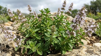 Primer plano de una planta con hojas verdes y tallos con flores pequeñas de color lila. La planta se encuentra entre rocas de tonalidades claras.