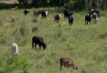 El ganado pasta en una pradera en El Paraíso, Honduras. REUTERS/Yoseph Amaya