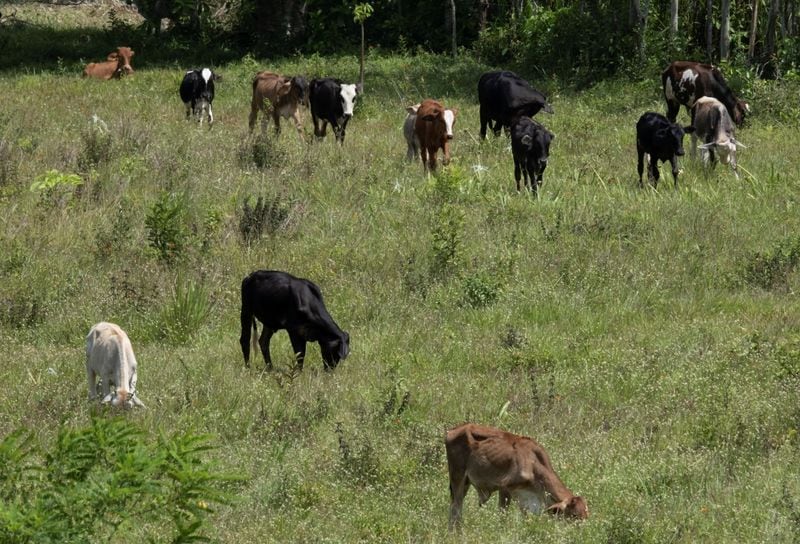 El ganado pasta en una pradera en El Paraíso, Honduras. REUTERS/Yoseph Amaya