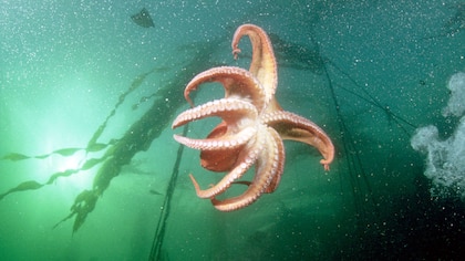 Tentáculos superiores a los 4 metros de largo: así es el pulpo más grande del mundo