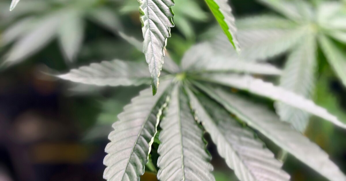 EEUU enfrenta crisis de adicción a la marihuana tras legalización con 18 millones de consumidores diarios EEUU enfrenta crisis de adicción a la marihuana tras legalización con 18 millones de consumidores diarios