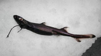Etmopterus spinax