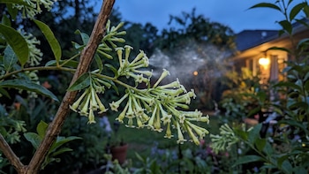 5 flores que despiertan por la noche y llenan tu hogar de un aroma inigualable