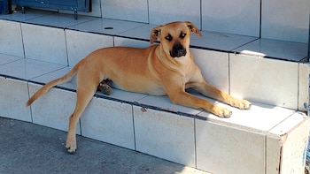 Perro caramelo es orgullosamente mexicano, reconocido por la Propaem