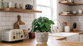 Cocina con encimeras y estanterías de madera. Una planta en maceta, una tostadora, un libro de cocina, tazas y un fregadero.
