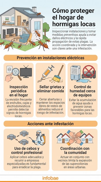Infografía con el dibujo de una vivienda con hormigas grandes y cinco secciones ilustradas con recomendaciones contra la plaga.