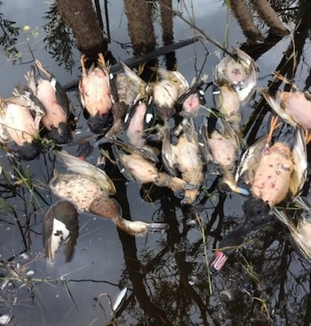 La denuncia apunta a publicaciones que mostrarían capturas de aves protegidas, actividad fuera de temporada y posibles incumplimientos de cupos