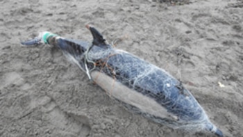 Las redes de pesca siguen como la principal causa de muerte de delfines en Cornualles