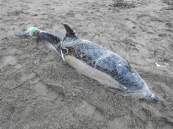 Un delfín tendido sobre arena, cubierto por una red de pesca de color blanco y anaranjado