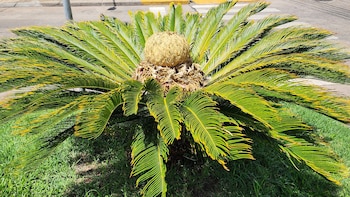 Cica o falsa palmera (Gentileza