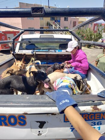 Los perritos que fueron rescatados