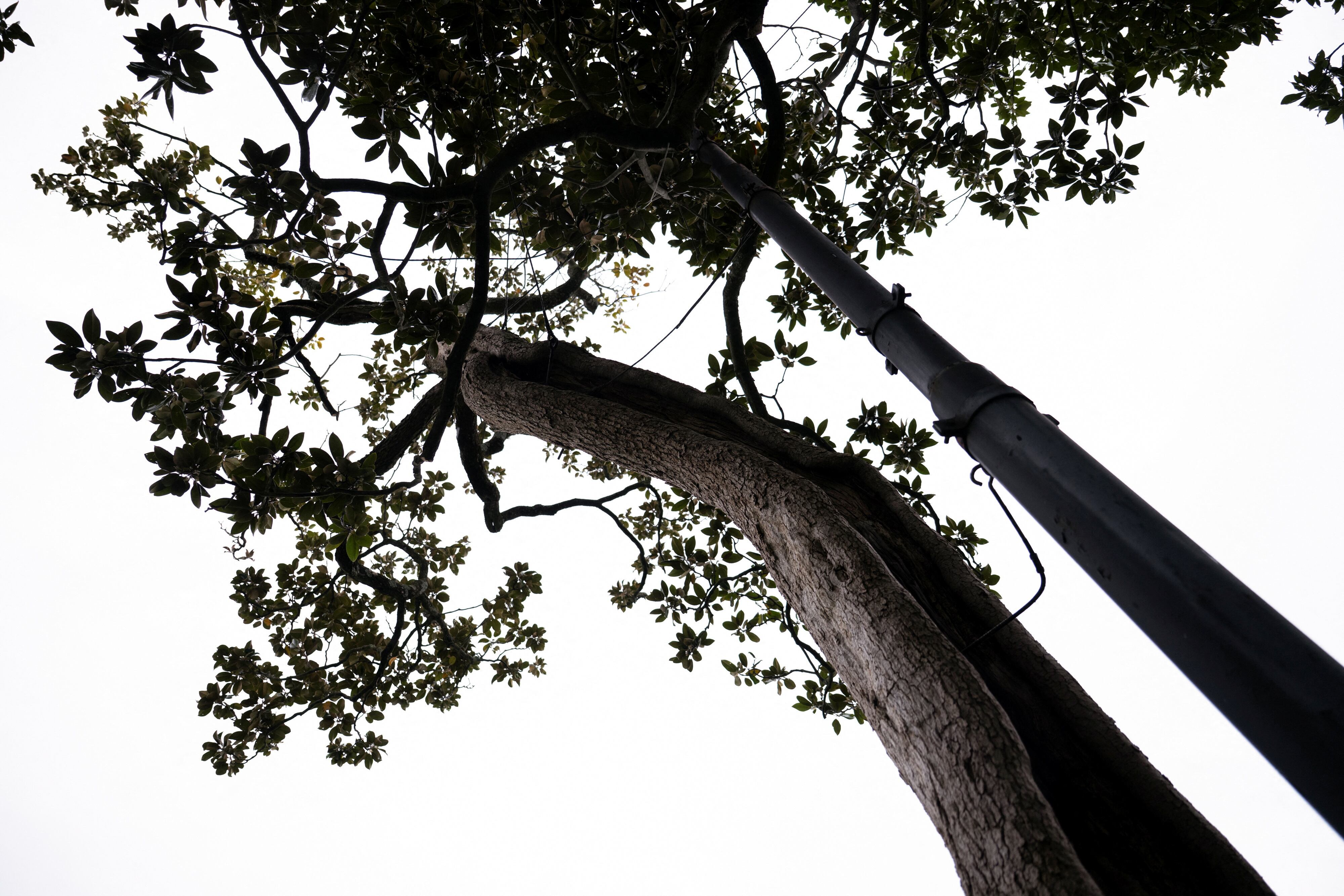 Un fallo judicial evita la tala de árboles en un conflicto entre vecinos