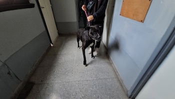 El perro en Zoonosis.