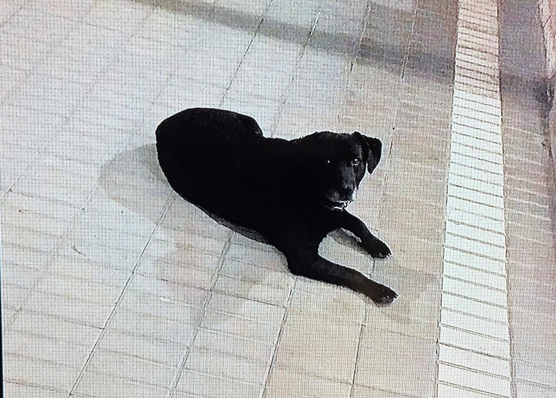 Al perro callejero le pusieron Rex y Juan Manuel se tatuó el nombre en su antebrazo