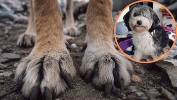 Aberrante caso de abuso sexual