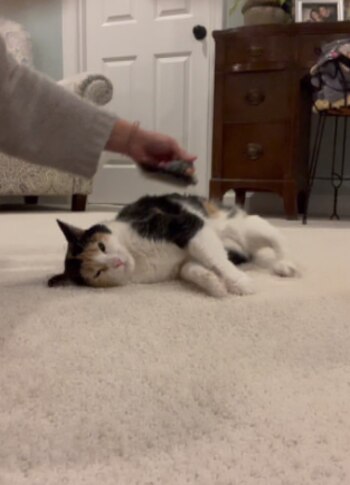 Después de una larga lucha,