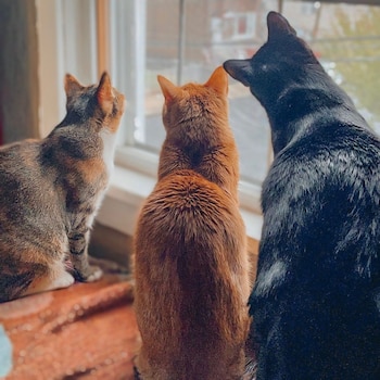 La dueña Michelle comparte el