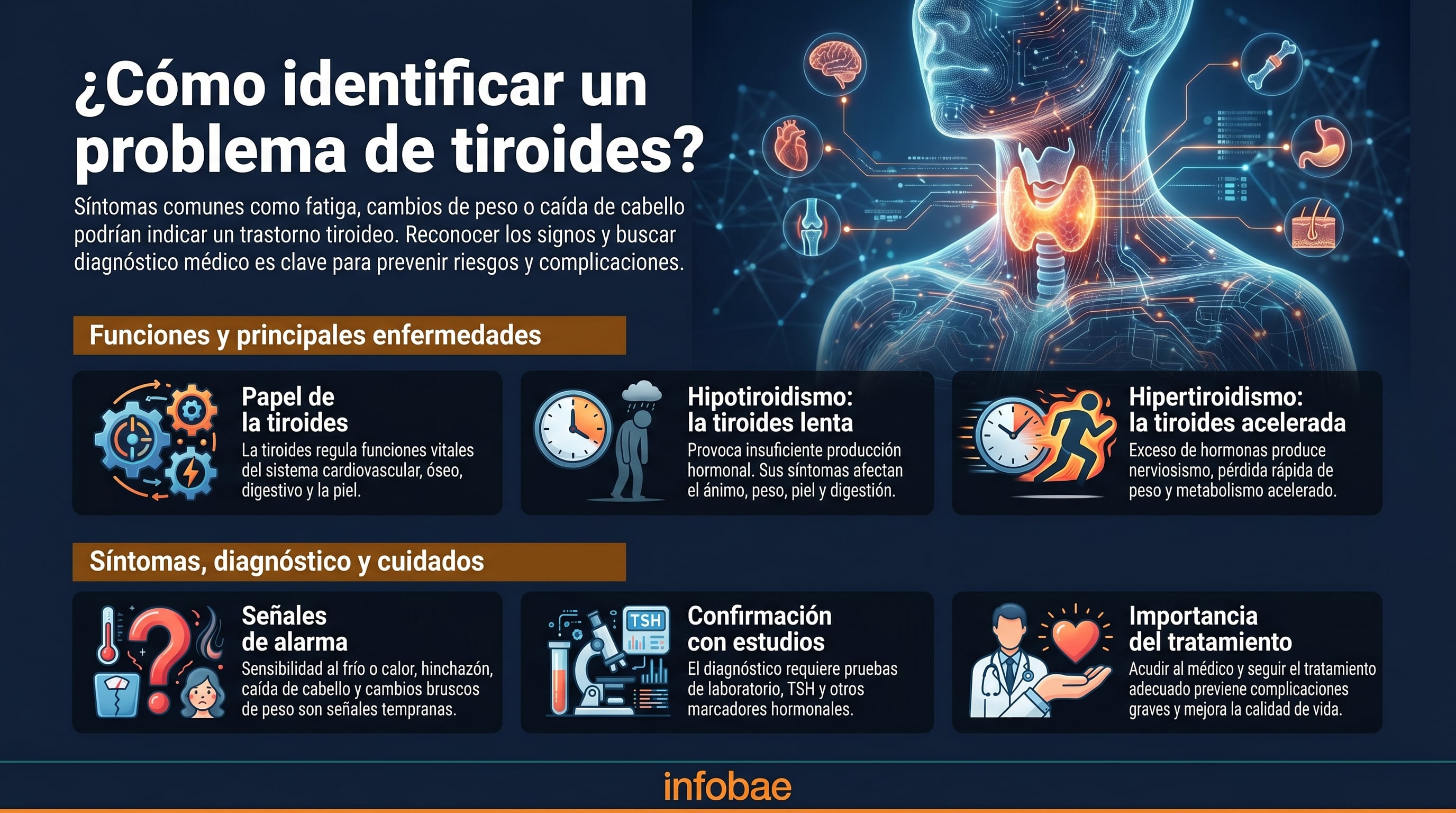Esta infografía detalla cómo identificar problemas de tiroides, explicando sus funciones, síntomas de hipotiroidismo e hipertiroidismo, métodos de diagnóstico y la importancia del tratamiento médico para una buena calidad de vida. (Imagen Ilustrativa Infobae)