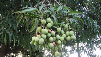La hoja de mango: beneficios y usos medicinales poco conocidos revelados por el Jardín Botánico de Santa Marta