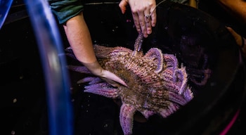 Un avance tecnológico permite proteger