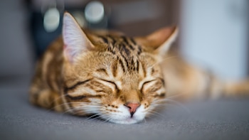 Los gatos son impacientes por naturaleza, pero esta técnica puede ayudarles a tener más paciencia y aprender a esperar