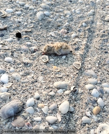 Investigadores implementan monitoreo a largo