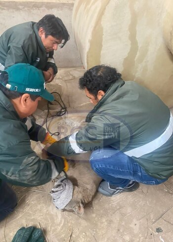 Lo especialistas de Serfor durmieron