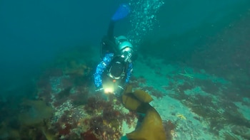 Buzo en traje de neopreno azul, máscara, aletas y equipo de oxígeno. El buzo ilumina el fondo marino con una linterna. Algas y estrellas de mar en el fondo