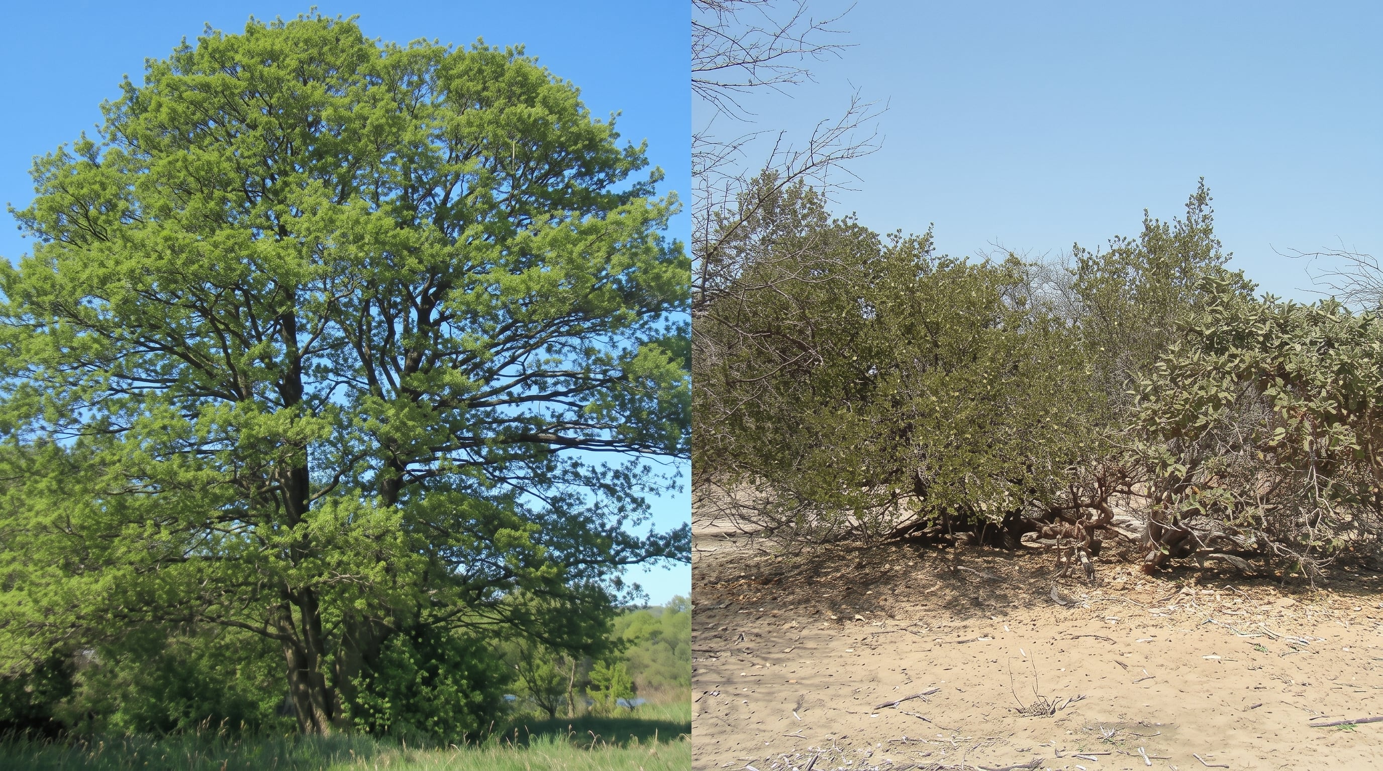El aliso y el algarrobo son especies emblemáticas del Perú, importantes para la protección de las cuencas andinas y la adaptación a zonas áridas de la costa norte. (Crédito: Agencia Andina) (Imagen Ilustrativa Infobae)