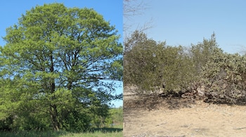 Imagen dividida con un árbol frondoso a la izquierda y matorrales secos sobre suelo arenoso a la derecha.