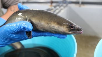 El Gobierno propondrá declarar “en