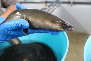 Anguila. (ANSE/Europa Press)