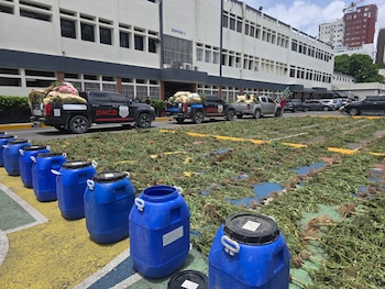 Los operativos contra cultivos de marihuana se concentraron en la región Sur, en las provincias de Peravia y San José de Ocoa. (Foto cortesía DNCD de República Dominicana)