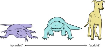 La postura erguida en mamíferos