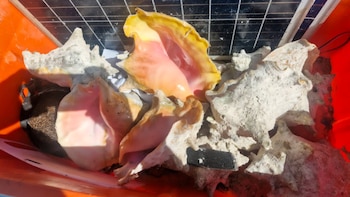 Caracol rosado en el Arrecife