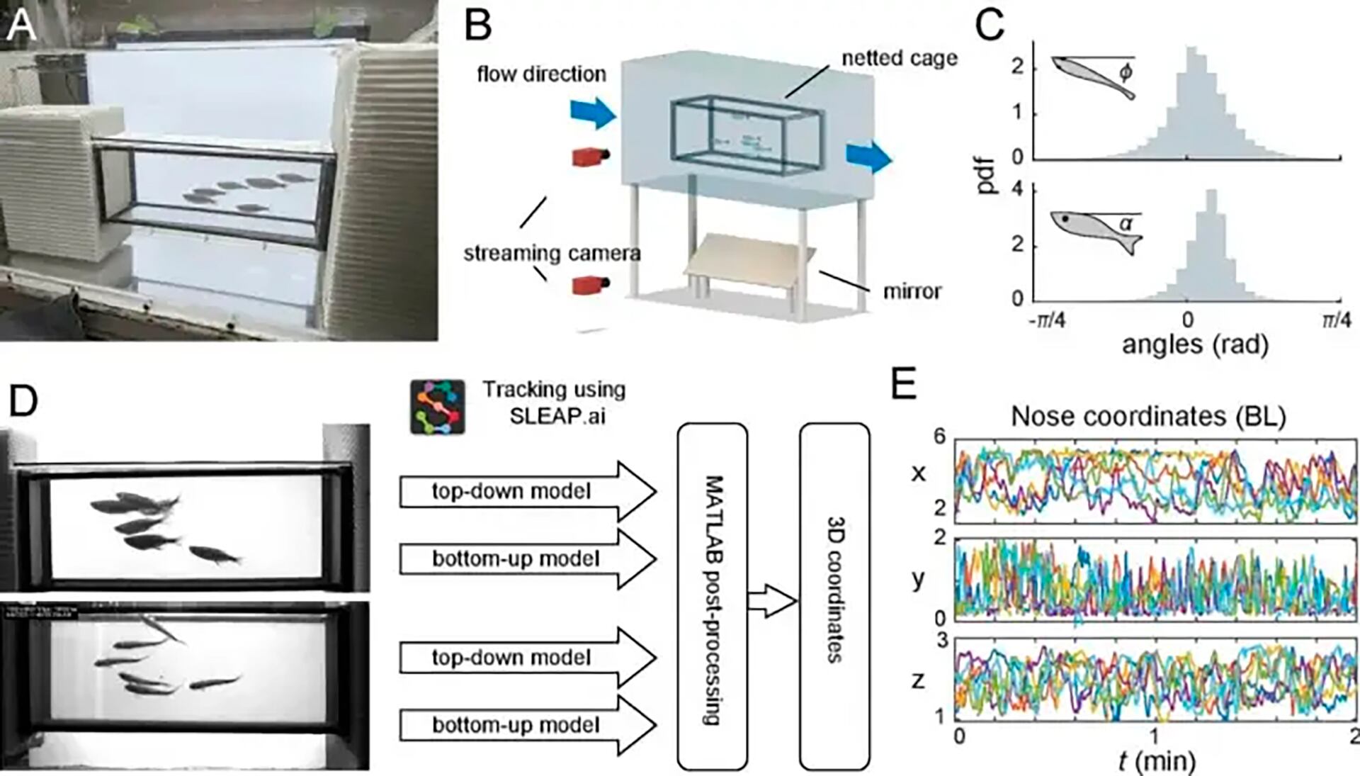 El hallazgo impulsa el desarrollo de robots submarinos más eficientes, inspirados en la organización tridimensional de los peces (Scientifics Rports)