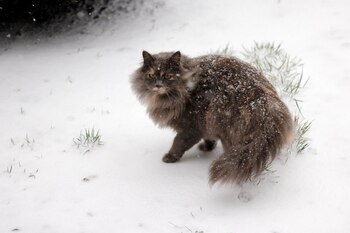 REUTERS/Pascal Rossignol