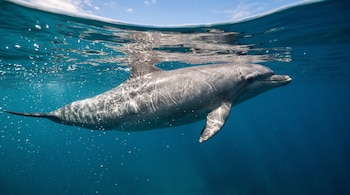 Delfín gris visto de costado nadando bajo la superficie del agua azul cristalina con reflejos solares.