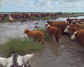 La ganadería bajo amenaza en un contexto mundial desafiante