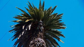 Was passiert mit Palmeras in