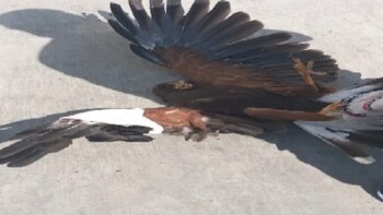 Policías de la Ciudad de