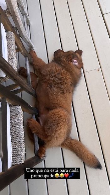 Totalmente relajado, Bruno disfruta de