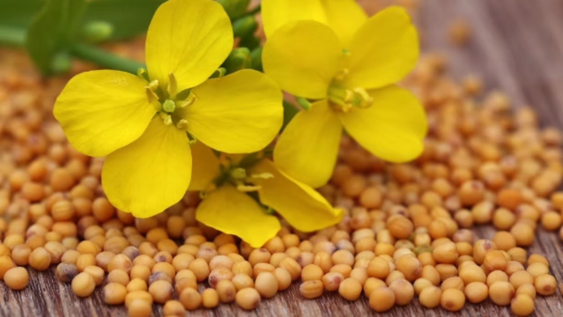 Regula los triglicéridos, quema grasa abdominal y aporta omega-3 al cuerpo con una cucharada de esta semilla(RS)