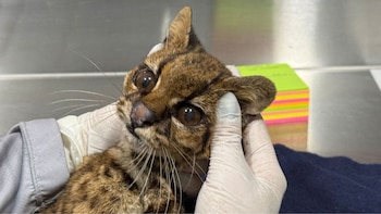 Federico Gutiérrez, confirmó la muerte