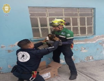 Elementos de la SSC de