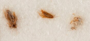 Las cucarachas fueron alimentadas con