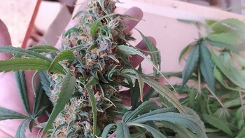 La planta de la "discordia"