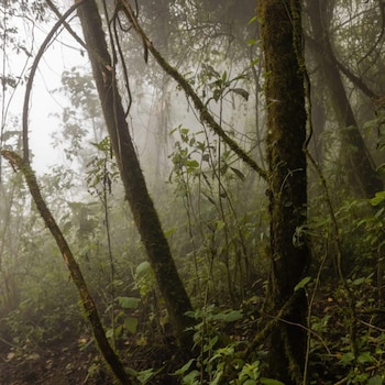 Bosque denso y brumoso con troncos de árboles cubiertos de musgo y vegetación frondosa en primer plano, con neblina de fondo que oculta la distancia