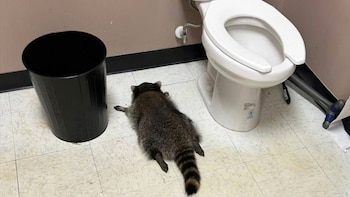 De la licorería a la